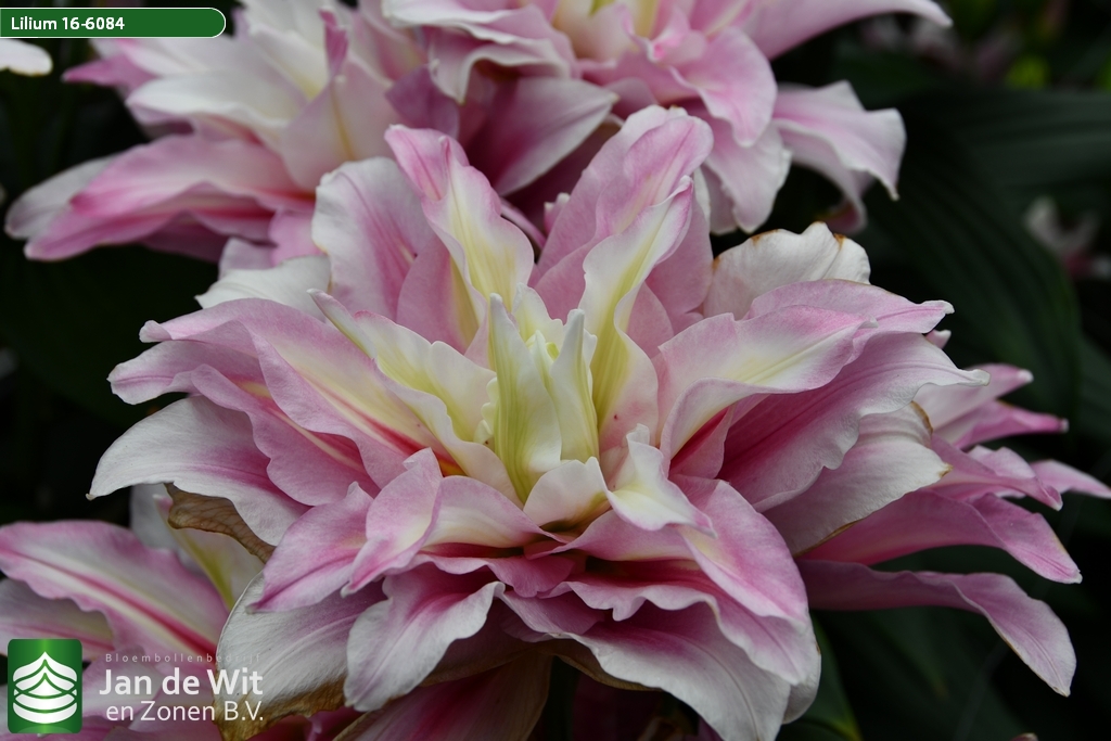 Lily test greenhouse 2021 | Pictures | Jan de Wit en Zonen B.V.